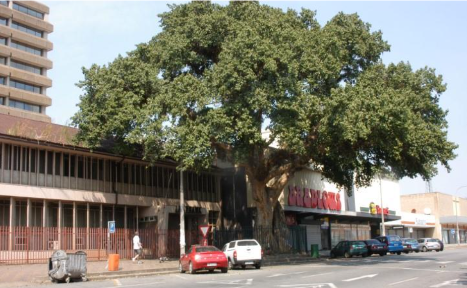 The tree with the most historic significance in old Nelspruit The